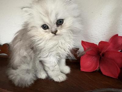 Quin Persian Female Kittens - Persian - Gallery Photo #1