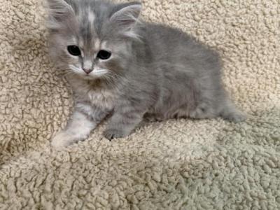 Blue Amber Classic Torbie Karpati Pink Female - Siberian - Gallery Photo #1