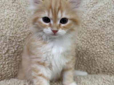 Red Amber Mackerel Tabby White Lime Male Kitten - Siberian - Gallery Photo #1