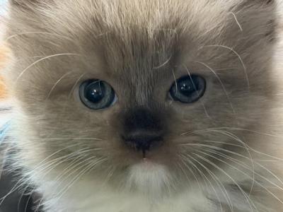 Nikki - Ragdoll - Gallery Photo #1