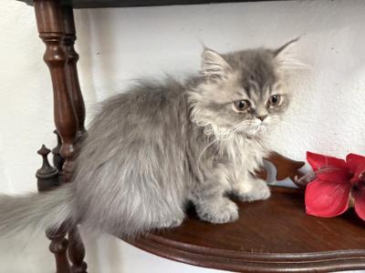Lusy Kitten - Persian - Gallery Photo #1