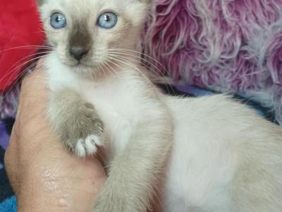 Mandy A Girl Snowshoe Siamese - Snowshoe - Gallery Photo #1