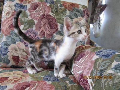 Calico And Tuxedo Kittens - American Shorthair - Gallery Photo #1
