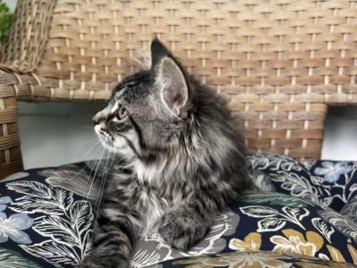 Missy - Siberian - Gallery Photo #1
