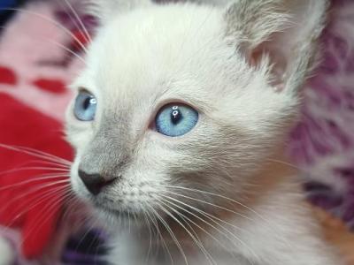Zoe A Girl Lilac Point Siamese - Siamese - Gallery Photo #1