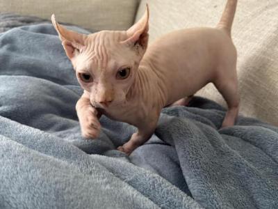 Alvin - Sphynx - Gallery Photo #1
