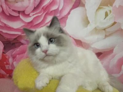 Ragdolls Nursery - Ragdoll - Gallery Photo #1