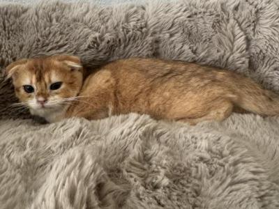 Frida - Scottish Fold - Gallery Photo #1