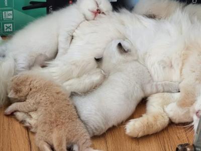 Gorgeous Kittens - British Shorthair - Gallery Photo #1