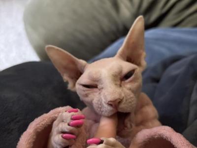 Lilly - Sphynx - Gallery Photo #1
