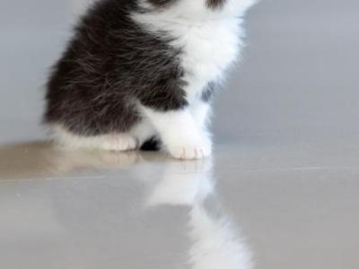 Oreo - Exotic - Gallery Photo #1