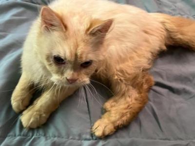 Buttercup - Siberian - Gallery Photo #1