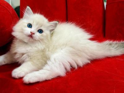 Camellia - Ragdoll - Gallery Photo #1