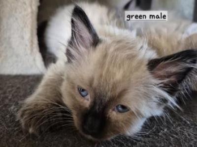 Emerald Boy - Ragdoll - Gallery Photo #1