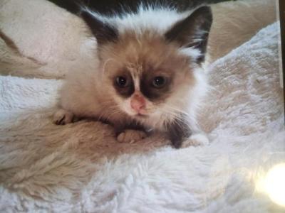 Chester - Ragdoll - Gallery Photo #1