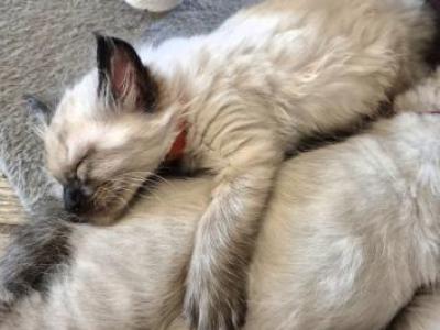 Orange Boy - Ragdoll - Gallery Photo #1