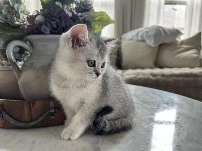 Doves Litter - British Shorthair - Gallery Photo #1