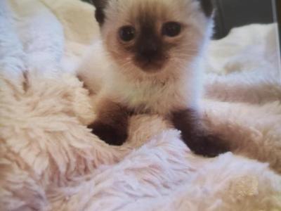 Stella - Siamese - Gallery Photo #1