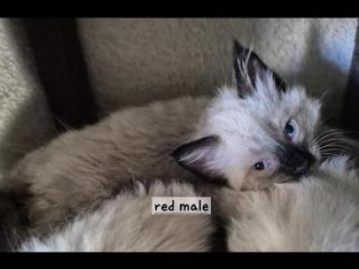 Red Heaven - Ragdoll - Gallery Photo #1