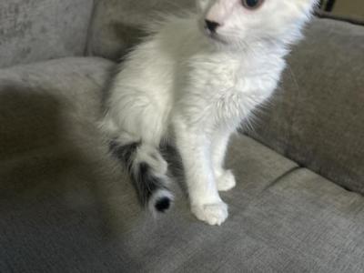 The Cuties - American Shorthair - Gallery Photo #1