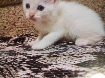 Sushi - Siamese - Gallery Photo #1