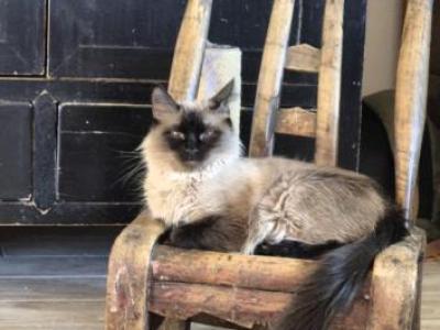 Ruby's Litter - Ragdoll - Gallery Photo #1