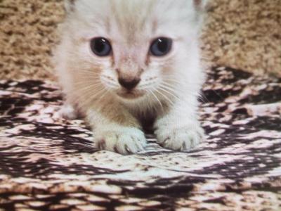 Mabel - Siamese - Gallery Photo #1