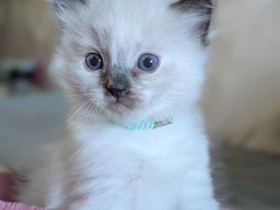 Juniper - Ragdoll - Gallery Photo #1