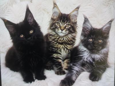 European Maine Coon Litter - Maine Coon - Gallery Photo #1