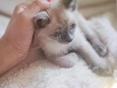 Wedge Head Siamese Litter - Siamese - Gallery Photo #1