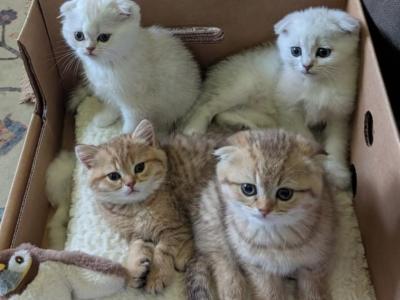 Scottish Fold Shorthair - Scottish Fold - Gallery Photo #1