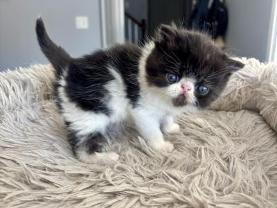 Purr Babies - Persian - Gallery Photo #1