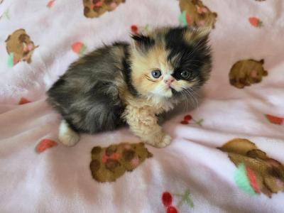 Calico Exotic Longhair - Persian - Gallery Photo #1