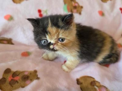 Calico Baby Girl - Exotic - Gallery Photo #1