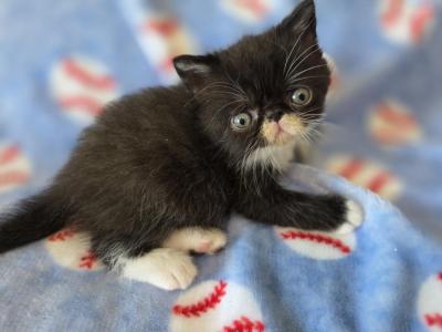 Tuxedo Baby - Exotic - Gallery Photo #1