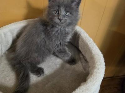 Disney Litter - Maine Coon - Gallery Photo #1