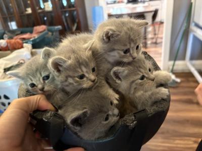 SelkySundown - British Shorthair - Gallery Photo #1