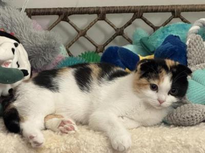 Marsha - Scottish Fold - Gallery Photo #1