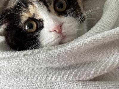 Mellow - Scottish Fold - Gallery Photo #1