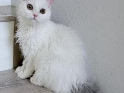 SK022 - Selkirk Rex - Gallery Photo #1