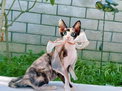 DV021 - Devon Rex - Gallery Photo #1
