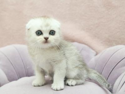 Scottish Jeet - Scottish Fold - Gallery Photo #1