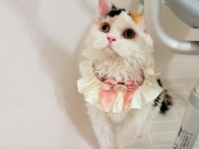 SK023 - Selkirk Rex - Gallery Photo #1