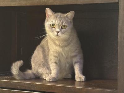 Selky - British Shorthair - Gallery Photo #1