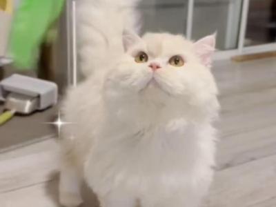 SK024 - Selkirk Rex - Gallery Photo #1