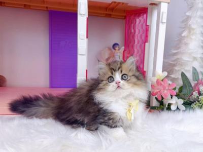 MK031 - Munchkin - Gallery Photo #1