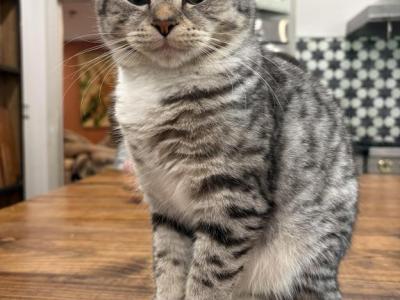 Marshmallow - Scottish Straight - Gallery Photo #1