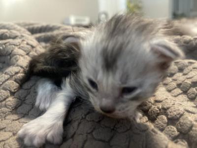 Seven Toes Sally - Maine Coon - Gallery Photo #1