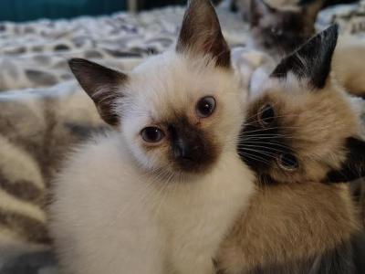 Purebred Siamese - Siamese - Gallery Photo #1