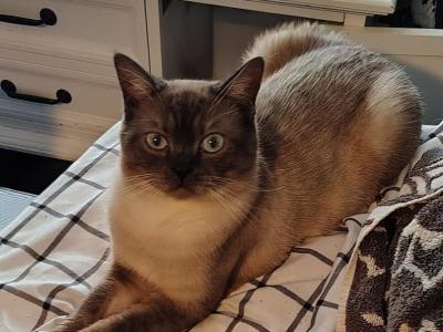 Leo Male Siamese - Siamese - Gallery Photo #1